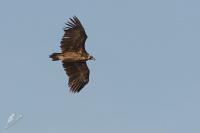 Sup hnedy - Aegypius monachus - Black Vulture 3748